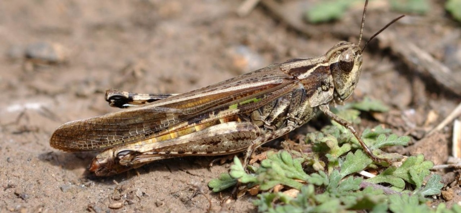 Мароккская саранча - Dociostaurus maroccanus (Thnb.)