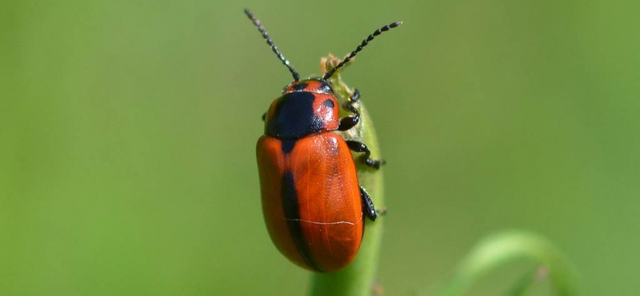 Рапсовый листоед - Entomoscelis adonidis Pall.