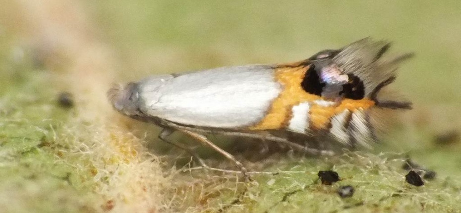 Кружковая моль-минер - Leucoptera malifoliella (Costa)