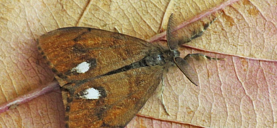 Кистехвостка обыкновенная - Orgyia antiqua L. 