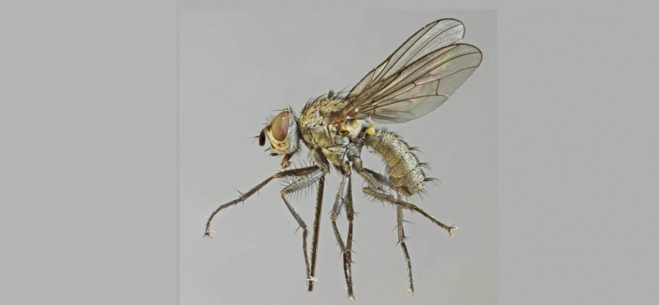 Западная свекловичная муха - Pegomyia hyosciami Panzer