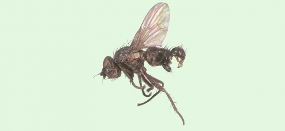 Черная пшеничная муха - Phorbia fumigata Meig.  