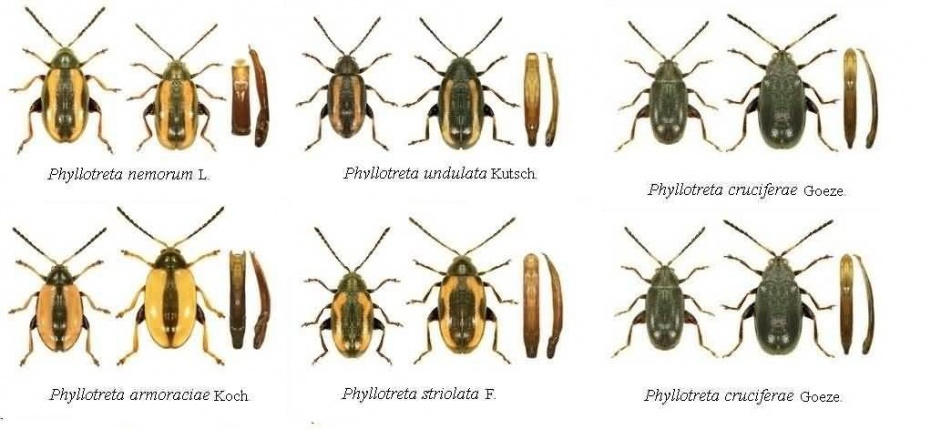 Блошки крестоцветные - Phyllotreta nemorum L., Ph. undulata Kutsch., Ph. armoraciae Koch., Ph. striolata F., Ph. atra Fabr., Ph. cruciferae Goeze., Ph. nigripes F.