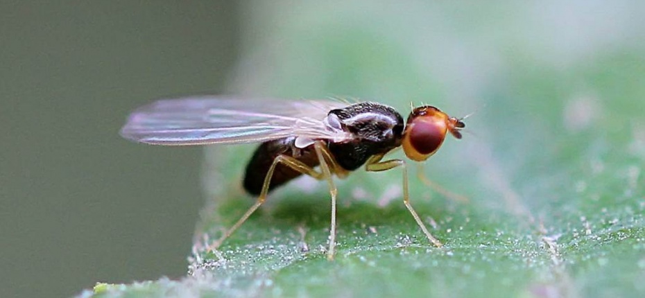 Морковная муха - Psila rosae (F.)