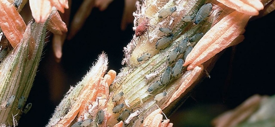 Кукурузная тля - Rhopalosiphum maidis Fitch.