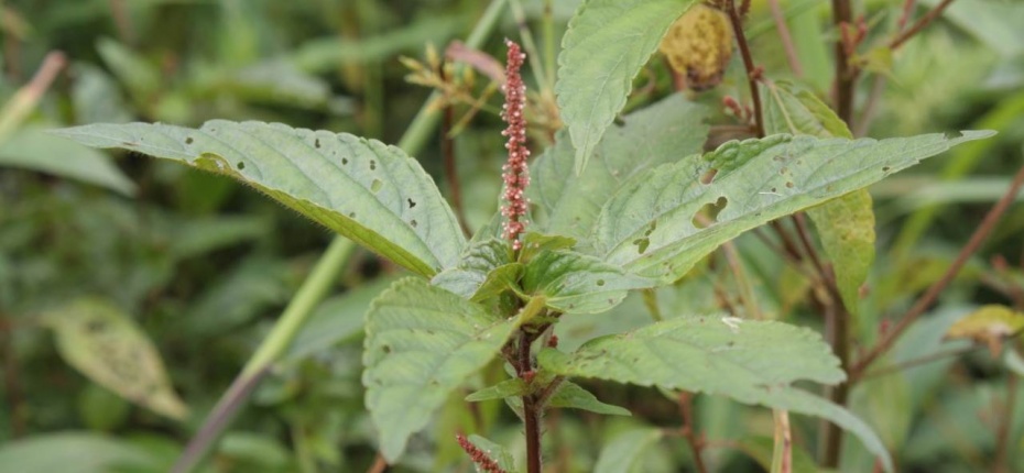 Acalypha australis L. - Акалифа южная