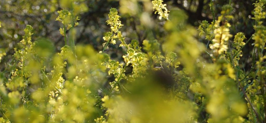 Brassica campestris L. - Капуста полевая