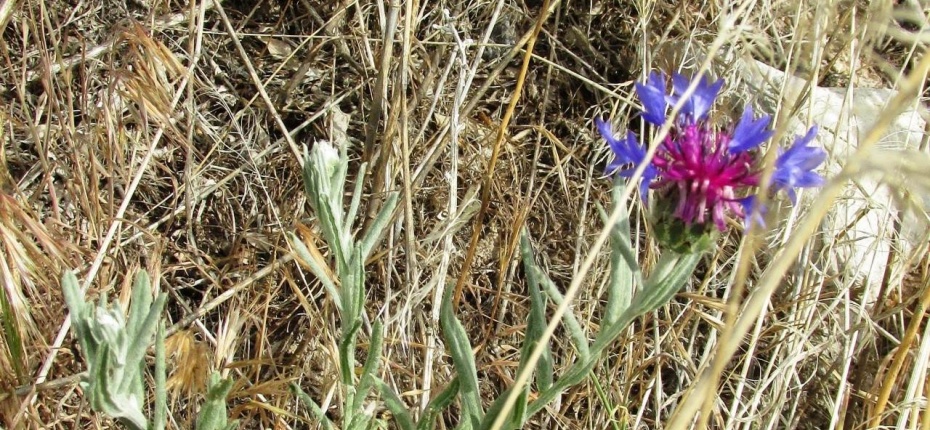 Василек приплюснутый - Centaurea depressa Bieb.