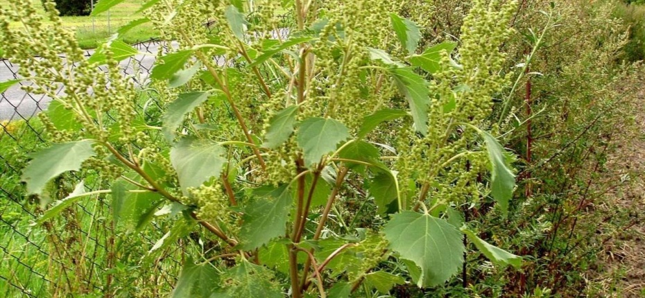Циклахена дурнишниколистная - Cyclachaena xanthiifolia (Nutt.) Fresen.