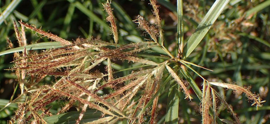 Cyperus rotundus L. - Сыть круглая