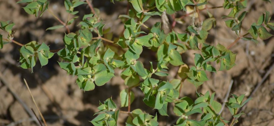 Euphorbia falcata L. - Молочай серповидный