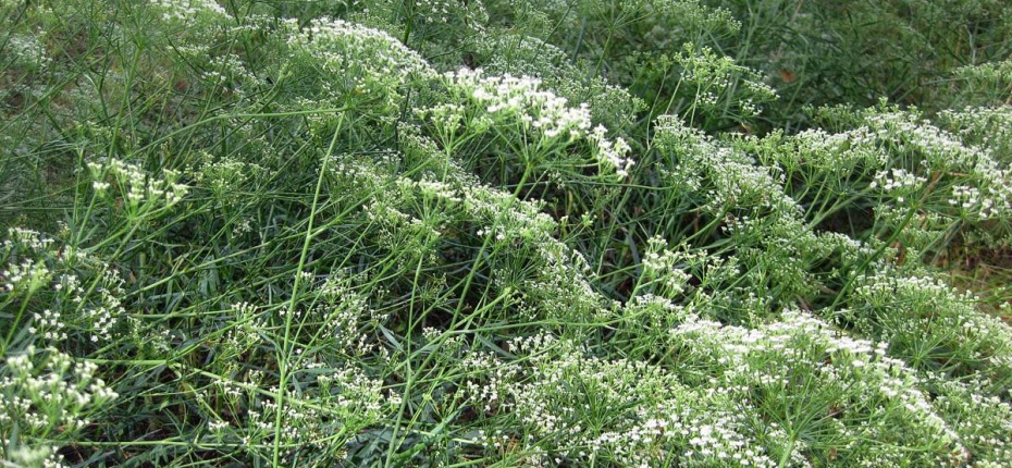 Falcaria vulgaris Bernh. - Резак обыкновенный