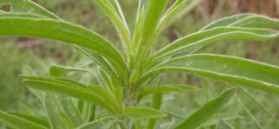 Кохия веничная - Kochia scoparia (L.) Schrad. 