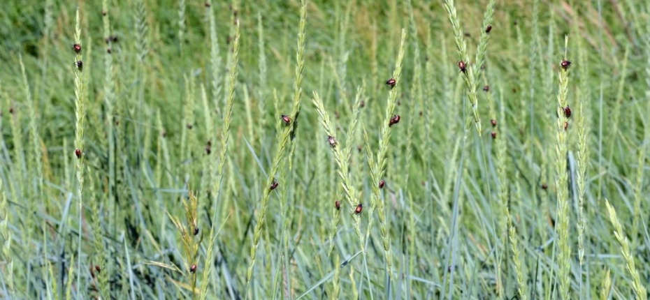 Волоснец кистистый - Leymus ramosus (Trin.) Tzvelev