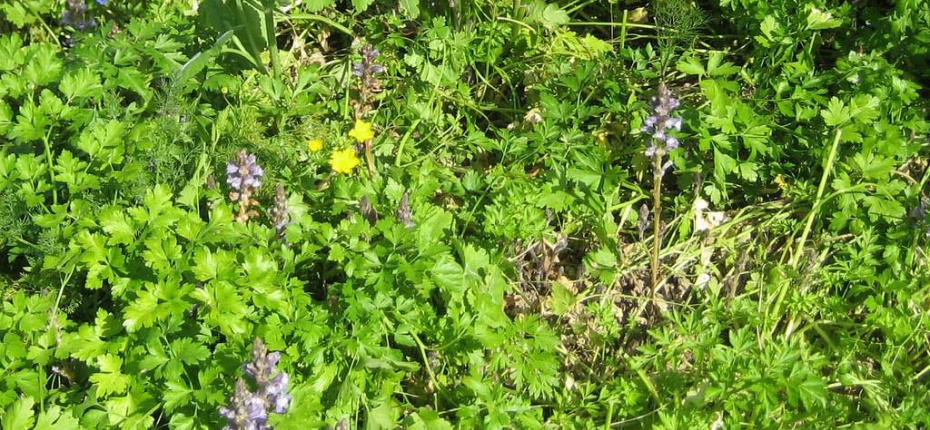 Orobanche aegyptiaca Pers. - Заразиха египетская