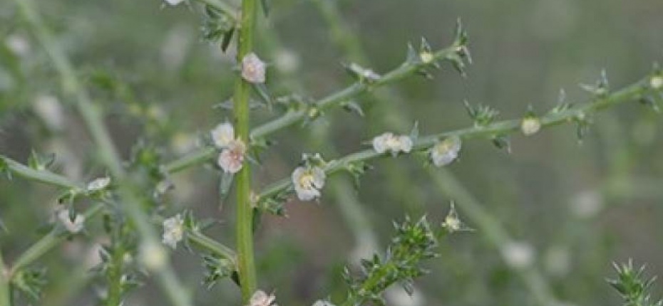 Солянка южная - Salsola australis R.Br.