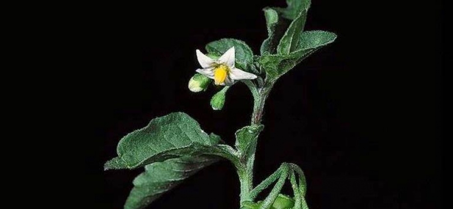 Паслен черный - Solanum nigrum L.