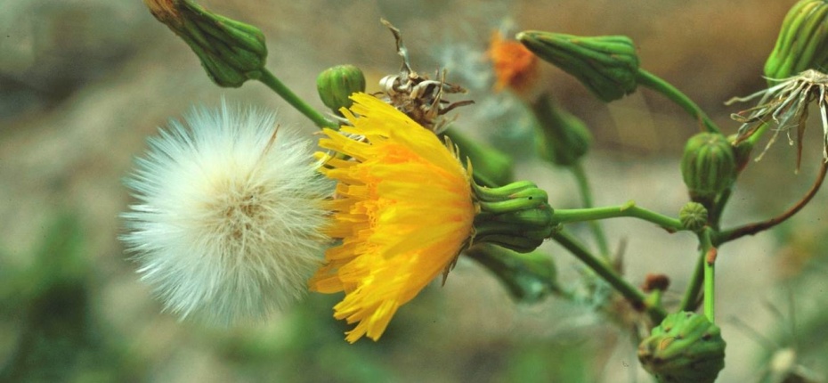 Осот полевой, осот желтый, осот молочайный - Sonchus arvensis L. 