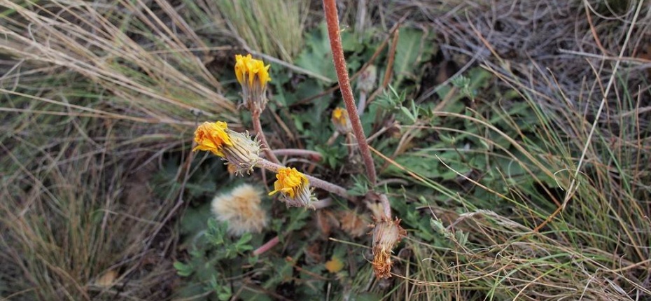 Одуванчик поздний, осенний - Taraxacum serotinum (Waldst. & Kit.) Poir.