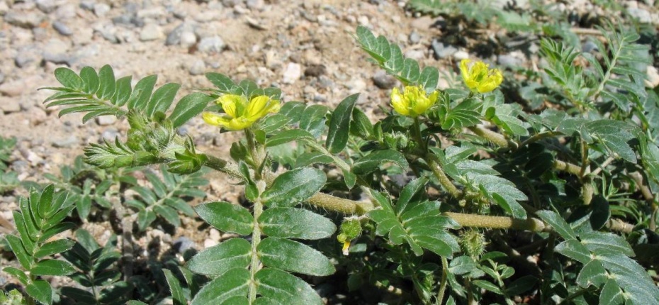 Tribulus terrestris L. - Якорцы наземные