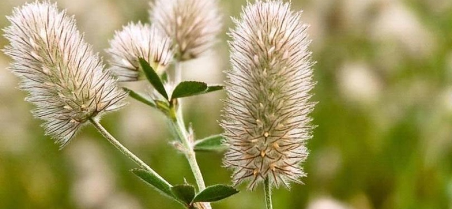 Клевер пашенный - Trifolium arvense L.