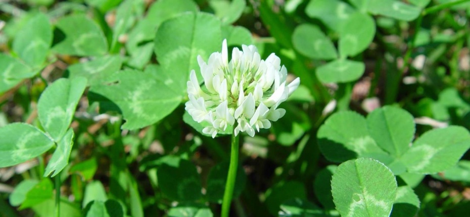 Клевер ползучий - Trifolium repens L.