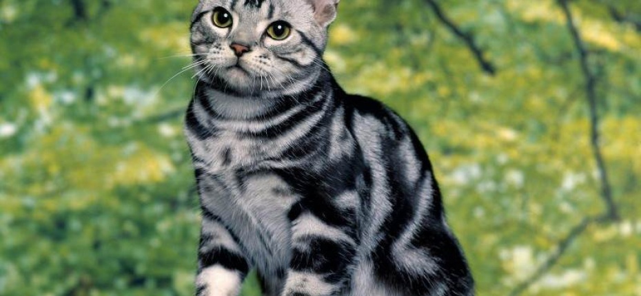 Полосатые породы кошек — самые древние в мире