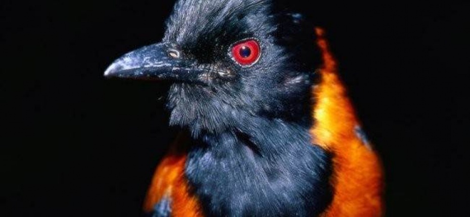 Ядовитая птица - питаху