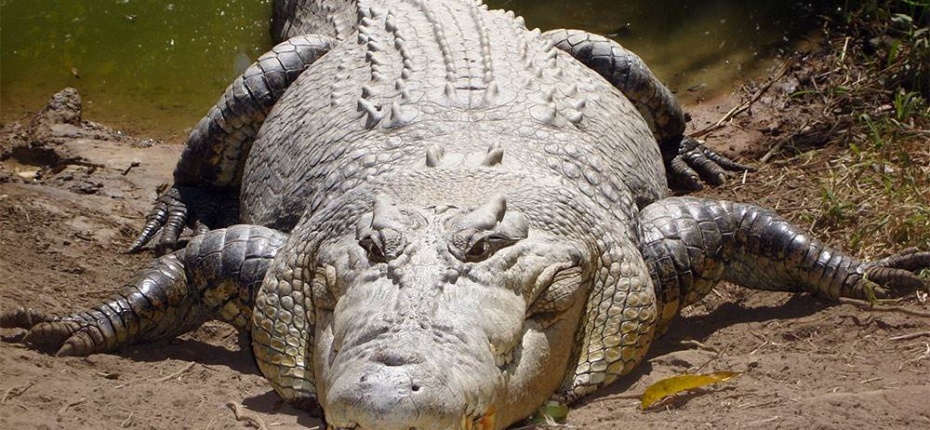 Самый большой крокодил в мире