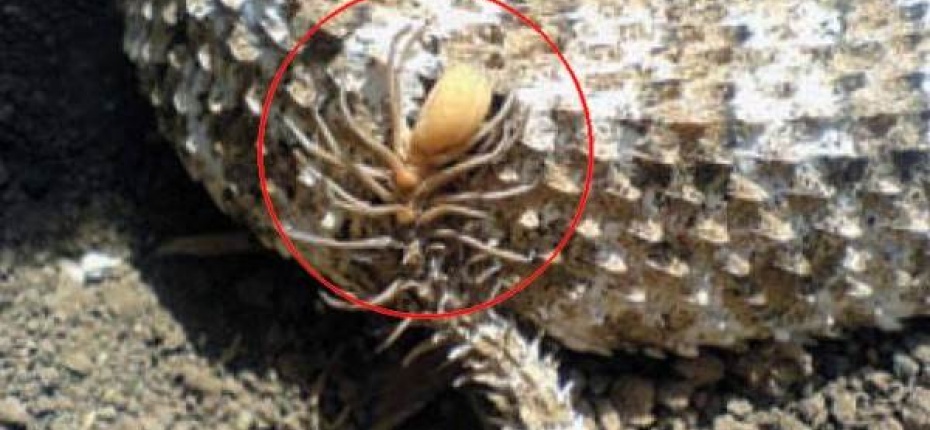 У одного вида гадюк на кончике хвоста имеется образование в виде паука