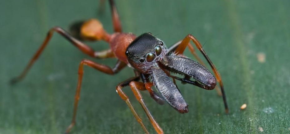 Насекомые и пауки мимикрируют под муравьёв