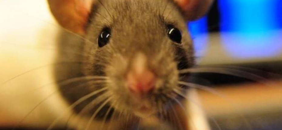 У крысы глаза могут двигаться в разные стороны