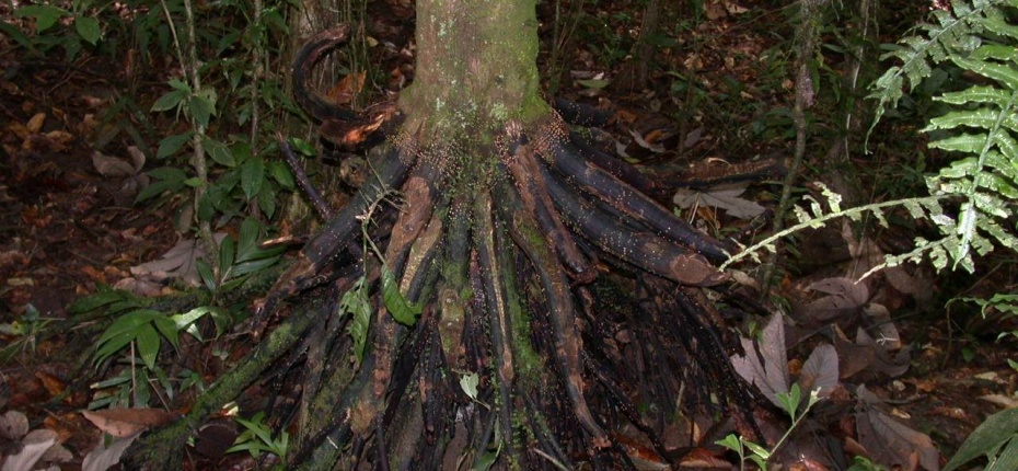 Пальма с самой необычной формой корней