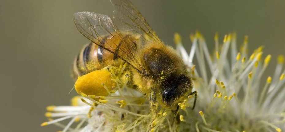 Пчёлы могут общаться через слабые электрические поля
