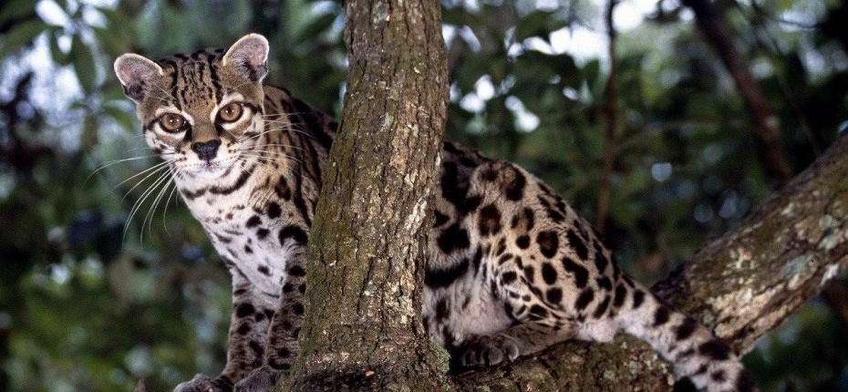 Охота амазонской длиннохвостой кошки
