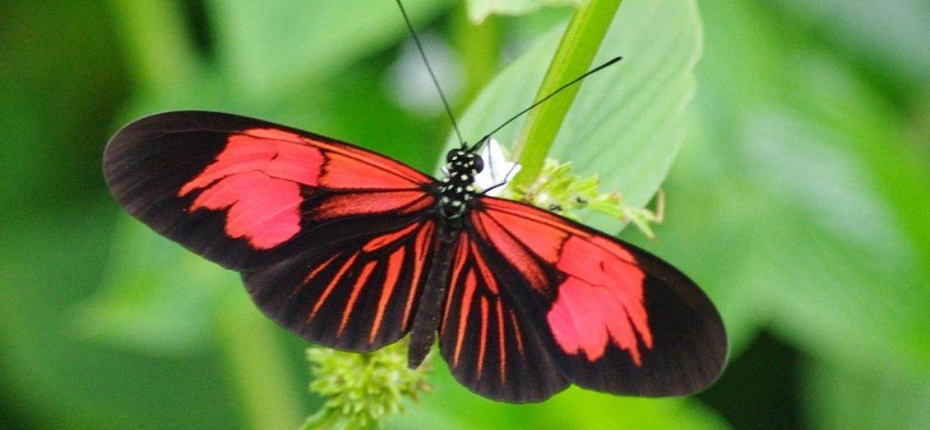 Бабочки и природа