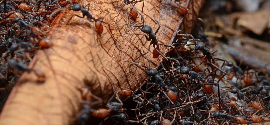 Как живут бродячие муравьи