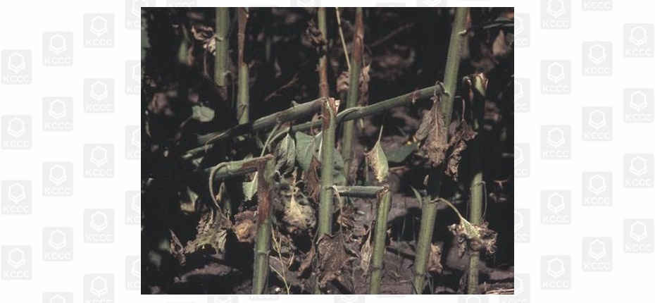 Серая пятнистость стеблей подсолнечника - Diaphorte (Phomopsis) helianthi Munt. — Cvet., Mihal.,Petrov
