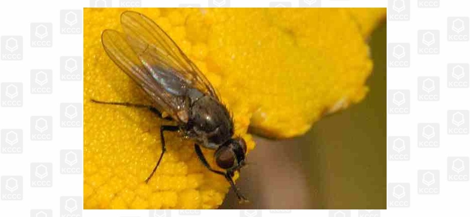 Капустная летняя муха - Delia floralis (Fallen) 