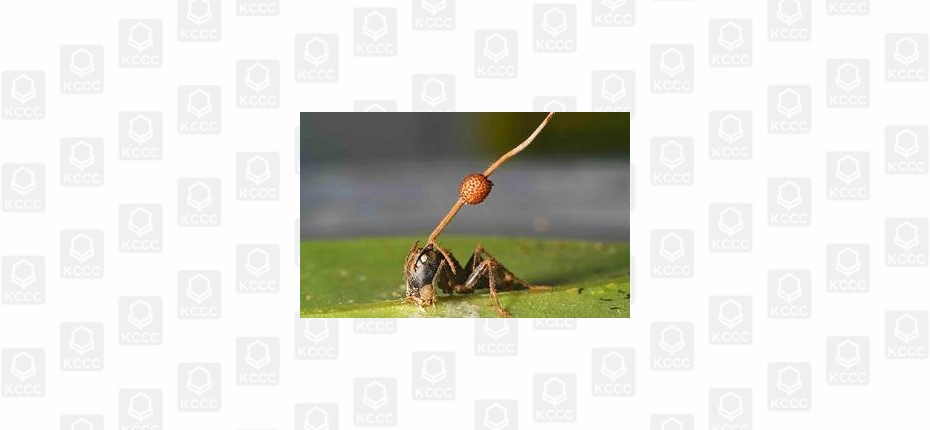 Вакцинация муравьёв