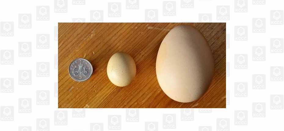 Почему яйцо имеет такую форму?
