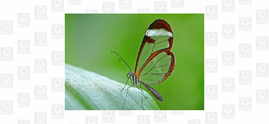 Грета Ото - стеклянная бабочка