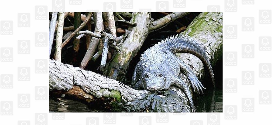 Крокодилы могут лазать по деревьям