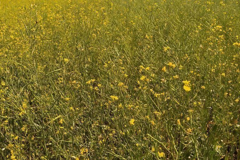 Моль капустная (лат. Plutella xylostella) 