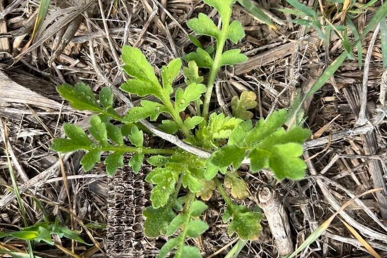 Мак самосейка (Papaver rhoeas L.)