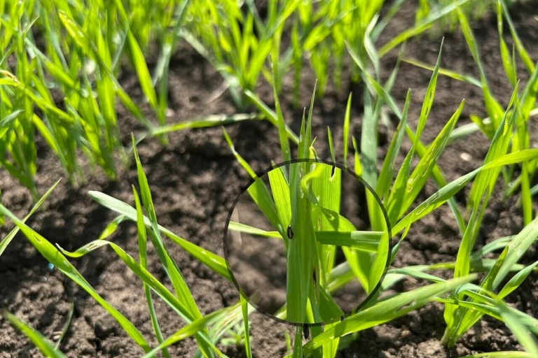 Хлебная стеблевая блошка – Chaetonema hortensis.