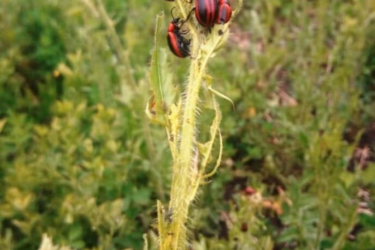 Рапсовый листоед  Entomoscelis adonidis Pall.