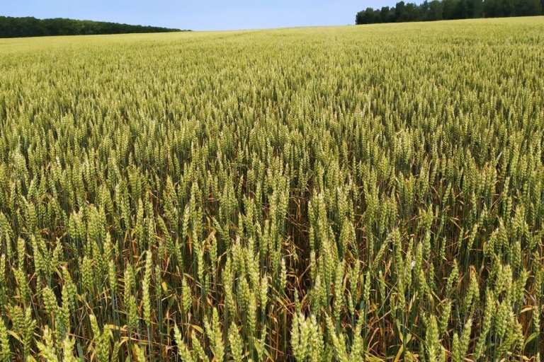 Оптимизация минерального питания яровой пшеницы