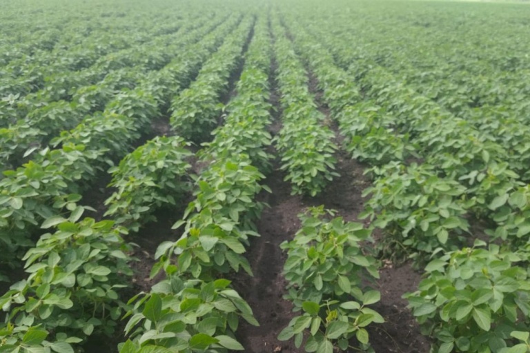 Контроль сорной растительности в посевах сои, в условиях Ульяновской области