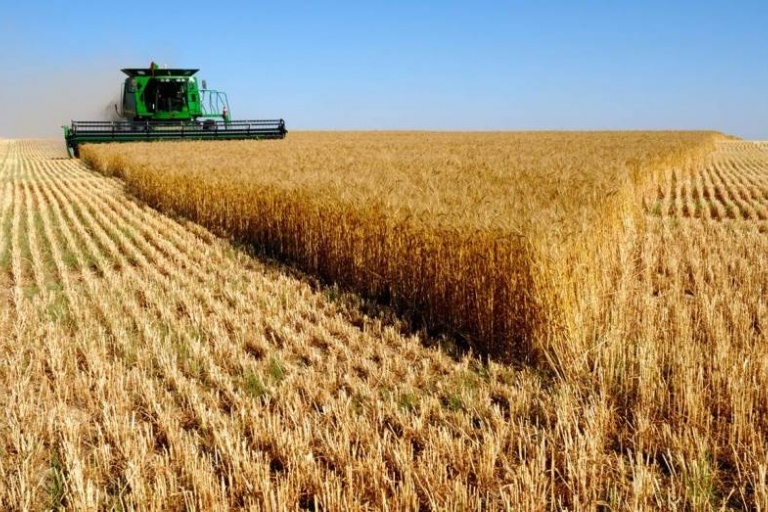 Урожайность зерновых в Тамбовской области превысила 40 ц/га 